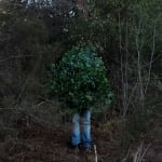 Steve Carr, Creeping Bush, 2025