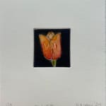 Martin Napier, Tulip IV