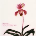 Abigail McLellan, Moth Orchid, 1999