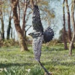 Fred Gordon, Ostrich Study