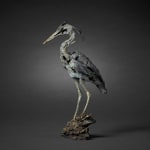 Fred Gordon, Ostrich Study