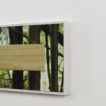 Two color photographs of a wooden plank sitting in tree branches.