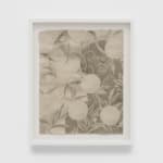 Larysa Myers, Orange blossom, 2025