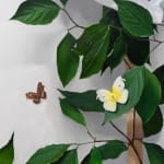 detail view of dog butterfly