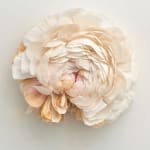 Tiffanie Turner paper sculpture of Ranunculus