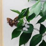 detail view of dog butterfly