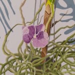 detail of Natalia Juncadella painting of orchid, plant and roots, shadows