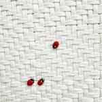 Large shoelace weaving w/ ladybugs Didi Rojas