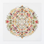 Hillary Waters Fayle leaf arranged on white background