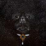 Oil painting close-up portrait of a black dog with curly fur wearing an ornate jeweled collar by Sabrina Bockler