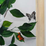 detail view of dog butterfly