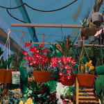 Painting of inside a green house with several hanging flowering plants on a line. Below the hanging plants are a ton of flowers and plants and some steps.