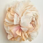 Detail of Tiffanie Turner paper sculpture of Ranunculus