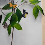detail view of dog butterfly