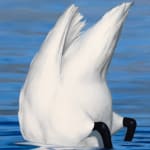painting of a swan diving into blue water