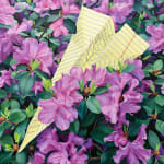 a paper airplane made of yellow lined paper with a doodle on it resting in a bed of purple flowers
