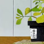 cropped painting of a green leafy plant sitting on top of books with a light blue background