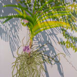 Natalia Juncadella painting of orchid, plant and roots, shadows