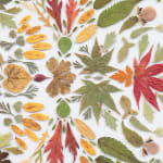 Detail of Hillary Waters Fayle leaf arranged on white background