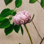 detail of pink flowers with green leaves and stems with subtle dog faces