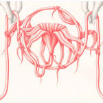Devra Fox - pink and black graphite drawing of two hands holding each side of a stem that in between them grow the flower and leaves.