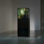 Maja Petrić, Specimens of Time, Hoh Rain Forest, 2025