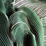 Zak, Kenny's Field, 2025