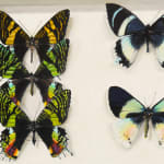 Detail of five different species of colorful butterflies in shallow paper box.