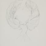 A pencil drawing on white paper of a bird with wings outstretched backwards, forming a wreath.