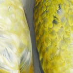 Detail of yellow feathers on bird belly.