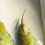 Detail of birds face showing yellow feathers, eye, and curved bills