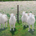 Highly detailed and realistic oil painting on panel of the four white sheep clones made from the first true clone a sheep named Dolly The four sheep are standing on a sunny fenced plot of green grassy land with a meadow of white flowers behind them