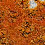 Detail of bubbly orange lichen.