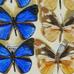 Detail of two butterflies; one blue and one tan.