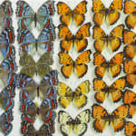 Vertical rows of two varieties of one butterfly species. Half are grey, blue and red and half are orange and black.