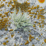Light colored stone with orange lichens and green sprouting plant.