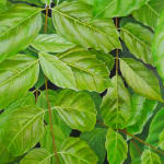 Detail of green leaves.