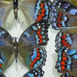 Detail of black, blue and red butterfly.