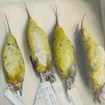 Preserved yellow birds on their backs in shallow cardboard box. They have long curved bills and identification tags on their feet