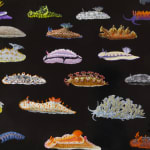 Detail of several varieties of nudibranchs in different shapes, sizes, and colors on black background.