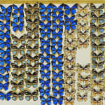 Several varieties of butterfly species in shallow cardboard box. Some are blue, light blue and black, and black and tan. they're arranged in vertical columns.