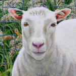 Detail of the face of the second sheep to the left in Dolly's Perfectly Healthy Co-clones