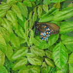 Black butterfly with blue lower wing with orange spots nestled in green leaves.