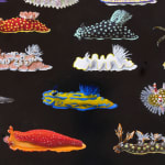 Detail of several varieties of nudibranchs in different shapes, sizes, and colors on black background.
