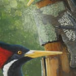 Isabella Kirkland, Ivory Billed Woodpeckers, 2005