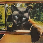Black cat head pasted onto bear body peering through passenger window of car.