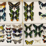 Several multicolored preserved butterflies in four shallow paper boxes.