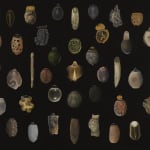 Highly detailed and realistic oil painting on panel of multiple diverse types of phasmid or stick bug eggs which are magnified and painted proportionally against a black background