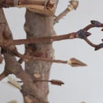 Detail of tree trunk and arrows from Sebastian