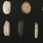 Isabella Kirkland, Back, from Taxa portfolio, 2006